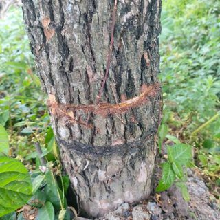 둥이농장(김준태)님의 ☔️장마 대비 하셨나요? · 참여글 작성글 사진