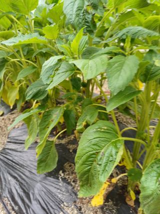 포천종삼농사꾼님의 참깨 · 병해충상담 작성글 사진