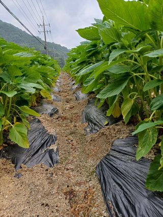 포천종삼농사꾼님의 참깨 · 병해충상담 작성글 사진
