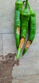 팜모닝 농사, 무엇이든 물어보세요!·참여글 게시글 이미지