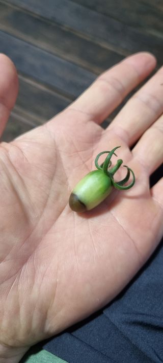 홍순형님의 토마토 · 병해충상담 작성글 사진