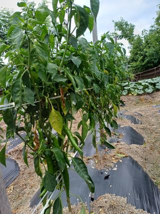 포천종삼농사꾼님의 고추 · 영농일지 작성글 사진