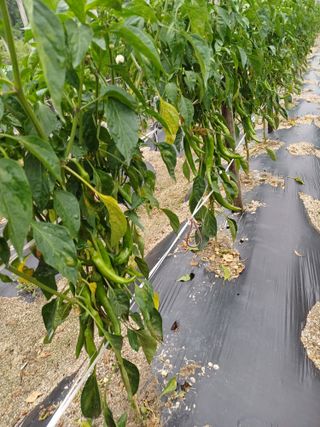 포천종삼농사꾼님의 고추 · 영농일지 작성글 사진