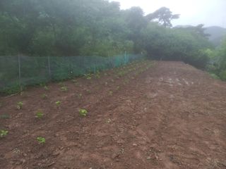 손 무현님의 들깨 · 영농일지 작성글 사진