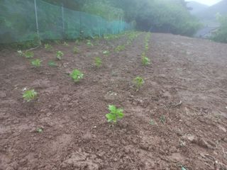 손 무현님의 들깨 · 영농일지 작성글 사진