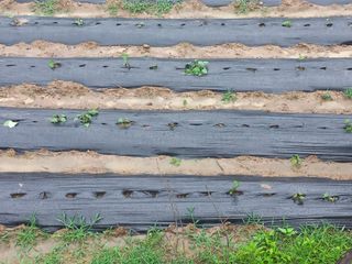 손 무현님의 들깨 · 영농일지 작성글 사진