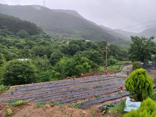 손 무현님의 들깨 · 영농일지 작성글 사진