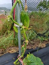 팜모닝 자유주제·자유게시판 게시글 이미지