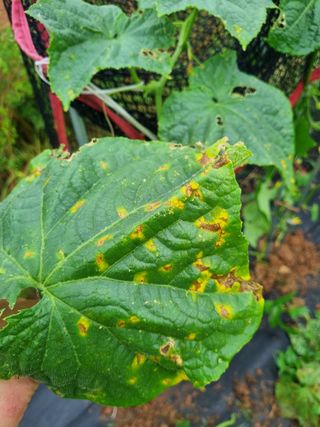 김소영님의 자유주제 · 자유게시판 작성글 사진