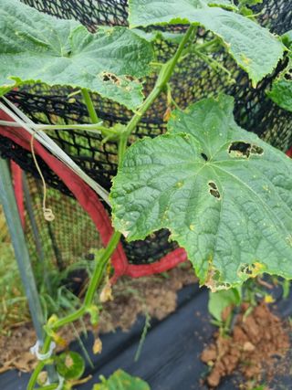 김소영님의 자유주제 · 자유게시판 작성글 사진