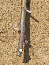 팜모닝 사과·병해충상담 게시글 이미지