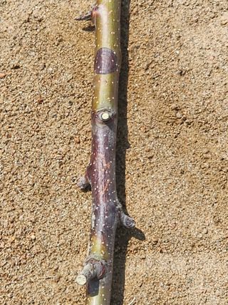 화이팅 하세요 님의 사과 · 병해충상담 작성글 사진