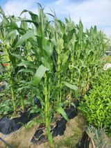 팜모닝 옥수수·영농일지 게시글 이미지