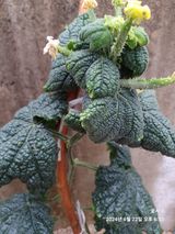 팜모닝 오이·자유게시판 게시글 이미지