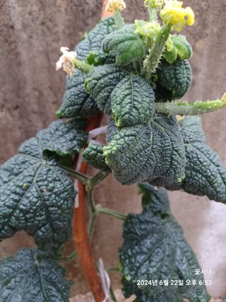 텃밭님의 오이 · 자유게시판 작성글 사진