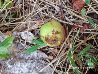 텃밭님의 농사, 무엇이든 물어보세요! · 참여글 작성글 사진
