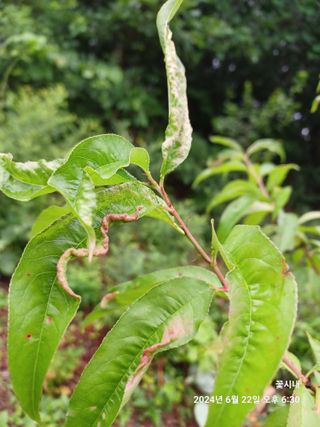 텃밭님의 농사, 무엇이든 물어보세요! · 참여글 작성글 사진