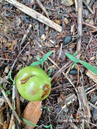 텃밭님의 농사, 무엇이든 물어보세요! · 참여글 작성글 사진