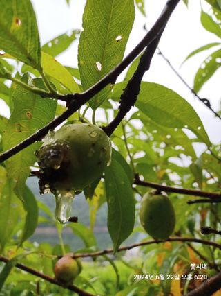 텃밭님의 농사, 무엇이든 물어보세요! · 참여글 작성글 사진