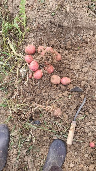 조광욱님의 감자 · 영농일지 작성글 사진