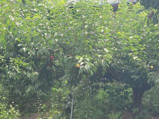 의령사랑영애님의 자두 · 영농일지 작성글 사진