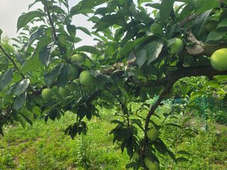 의령사랑영애님의 자두 · 영농일지 작성글 사진