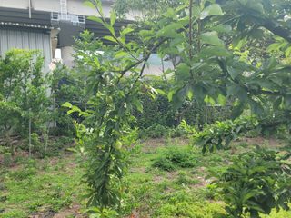 의령사랑영애님의 자두 · 영농일지 작성글 사진