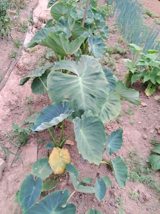 최한기님의 ☔️장마 대비 하셨나요? · 참여글 작성글 사진