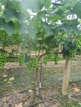 팜모닝 자유주제·자유게시판 게시글 이미지