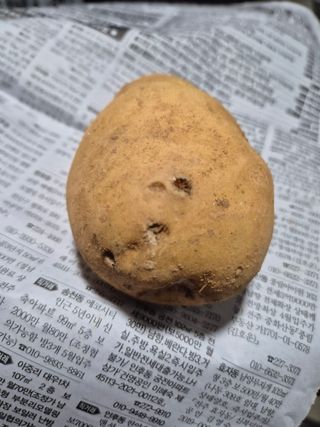 송하영님의 감자 · 병해충상담 작성글 사진