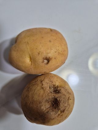 송하영님의 감자 · 병해충상담 작성글 사진