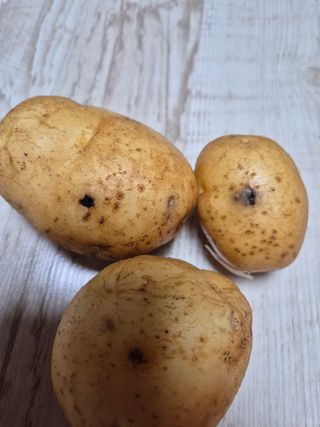 송하영님의 감자 · 병해충상담 작성글 사진