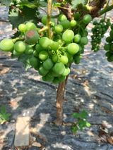 팜모닝 포도·병해충상담 게시글 이미지