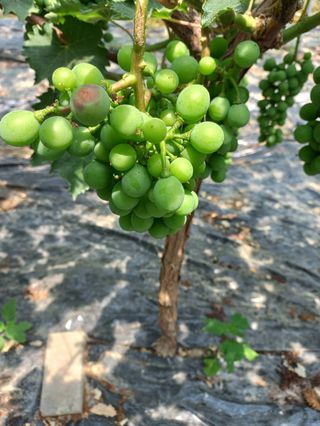 송골농원님의 포도 · 병해충상담 작성글 사진