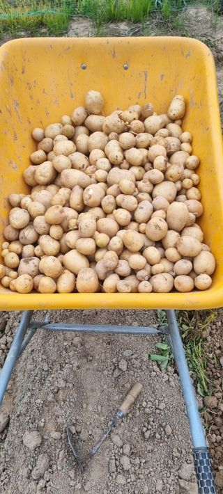 곽용철님의 감자 · 영농일지 작성글 사진