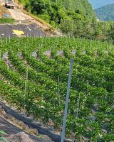 팜모닝 고추·영농일지 게시글 이미지