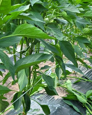 손영국님의 고추 · 영농일지 작성글 사진