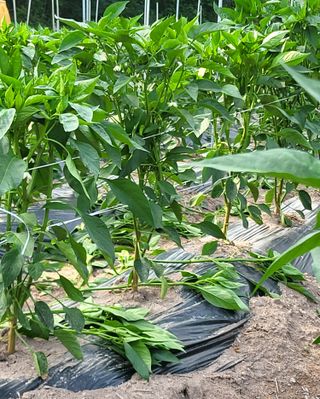 손영국님의 고추 · 영농일지 작성글 사진