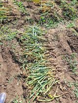 팜모닝 마늘·영농일지 게시글 이미지