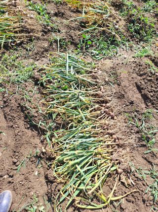 이보천님의 마늘 · 영농일지 작성글 사진