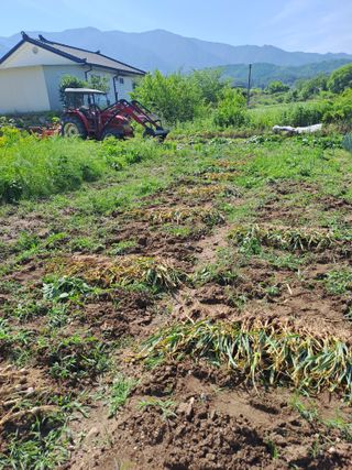 이보천님의 마늘 · 영농일지 작성글 사진