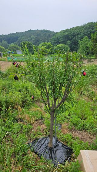 이원복님의 자유주제 · 사진전 작성글 사진