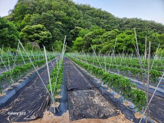 허상구님의 고추 · 영농일지 작성글 사진