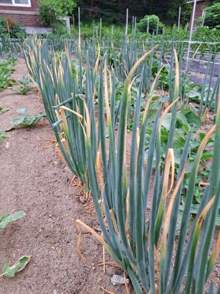 두릅나무16466님의 파 · 영농일지 작성글 사진