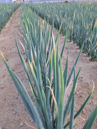 두릅나무16466님의 파 · 영농일지 작성글 사진