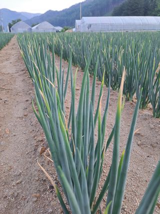 두릅나무16466님의 파 · 영농일지 작성글 사진