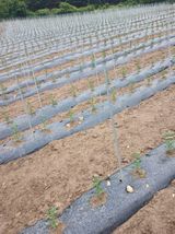 팜모닝 고추·영농일지 게시글 이미지