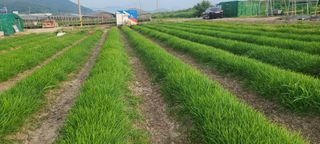 부추사랑님의 기타작물 · 영농일지 작성글 사진