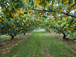 박창수님의 복숭아 · 영농일지 작성글 사진
