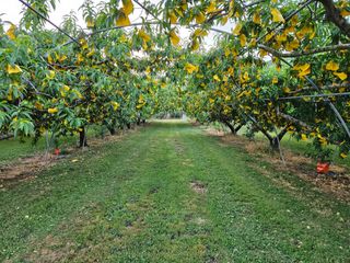 박창수님의 복숭아 · 영농일지 작성글 사진